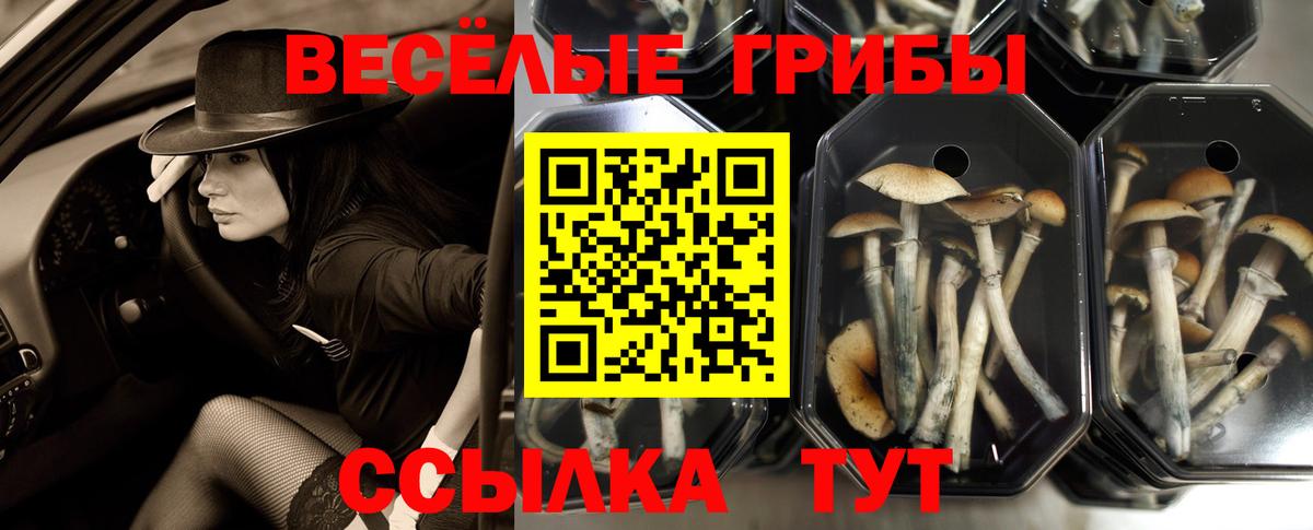 наркотики  Псилоцибиновые грибы Psilocybe  Вход с VPN  Миллерово  Галлюциногенные грибы GOLDEN TEACHER 